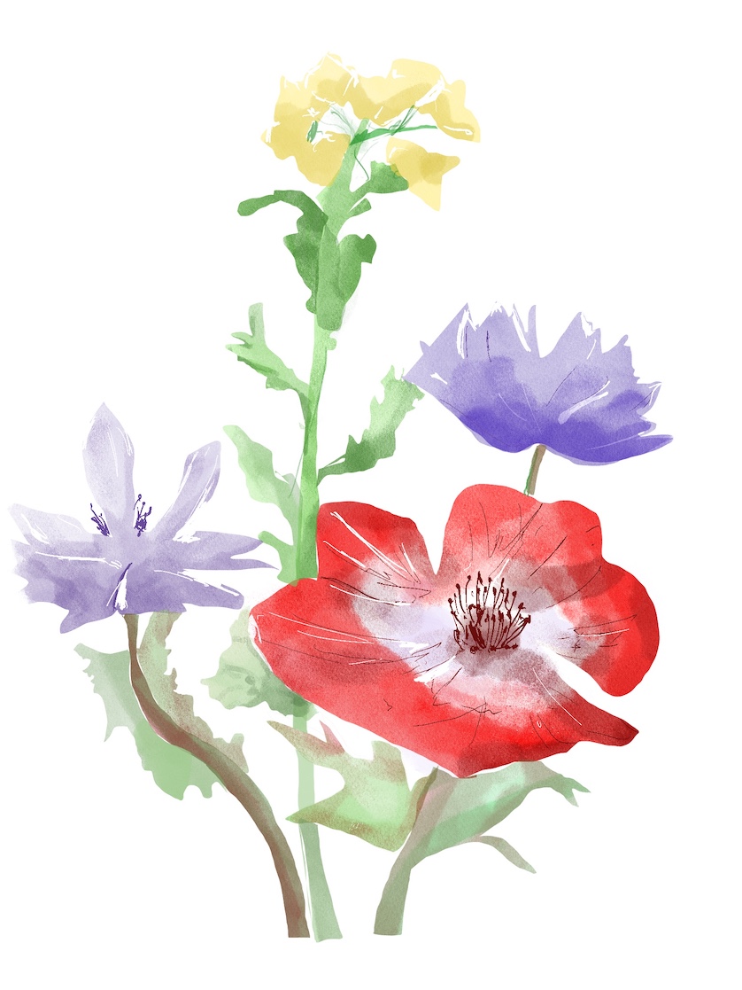 anemone